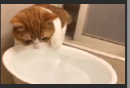 【萌寵】絕對不准笑之喵星人版