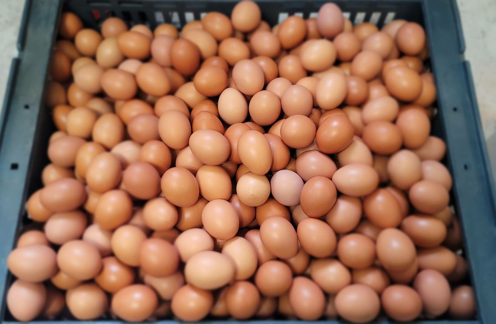 宜蘭有機農場紅殼蛋｜友善養殖，從雞舍到餐桌的新鮮健康味