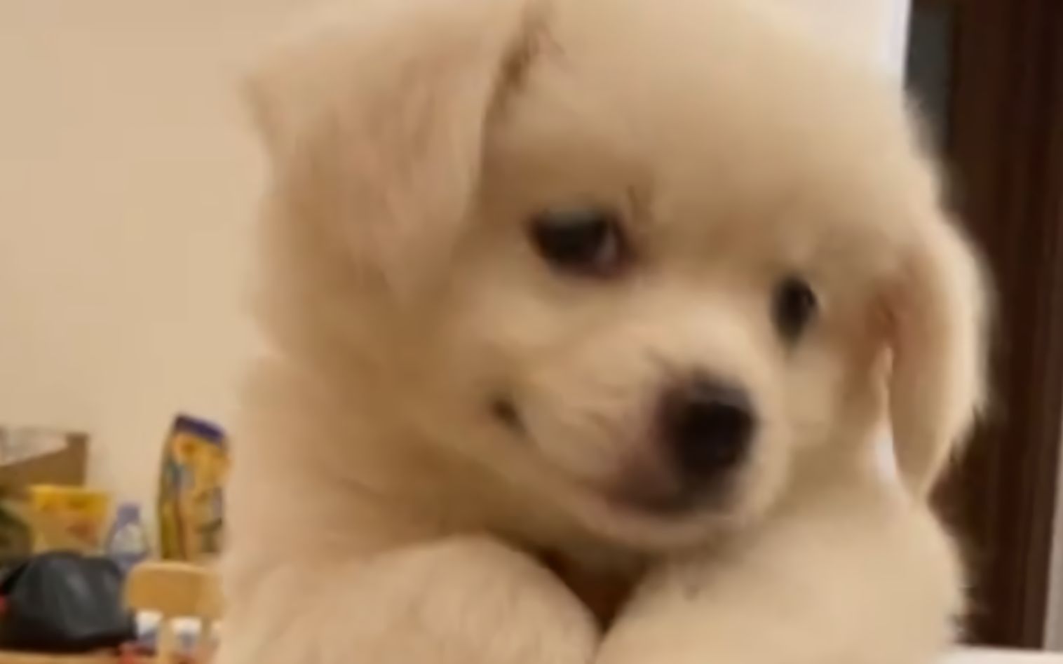 “最好的心理醫生，是一隻笨蛋小狗！”