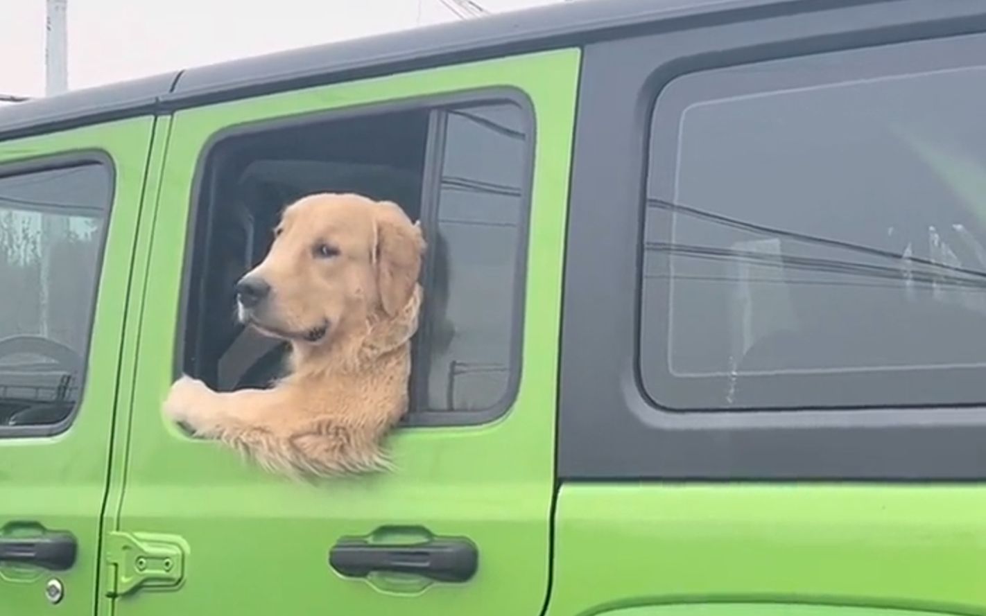 20公斤的狗子，19公斤的反骨~…