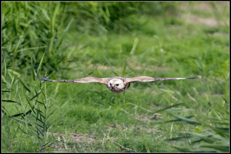 關渡自然公園驚現稀有冬候鳥！大鵟獵捕畫面首曝光，鳥友蹲守競拍珍稀瞬間