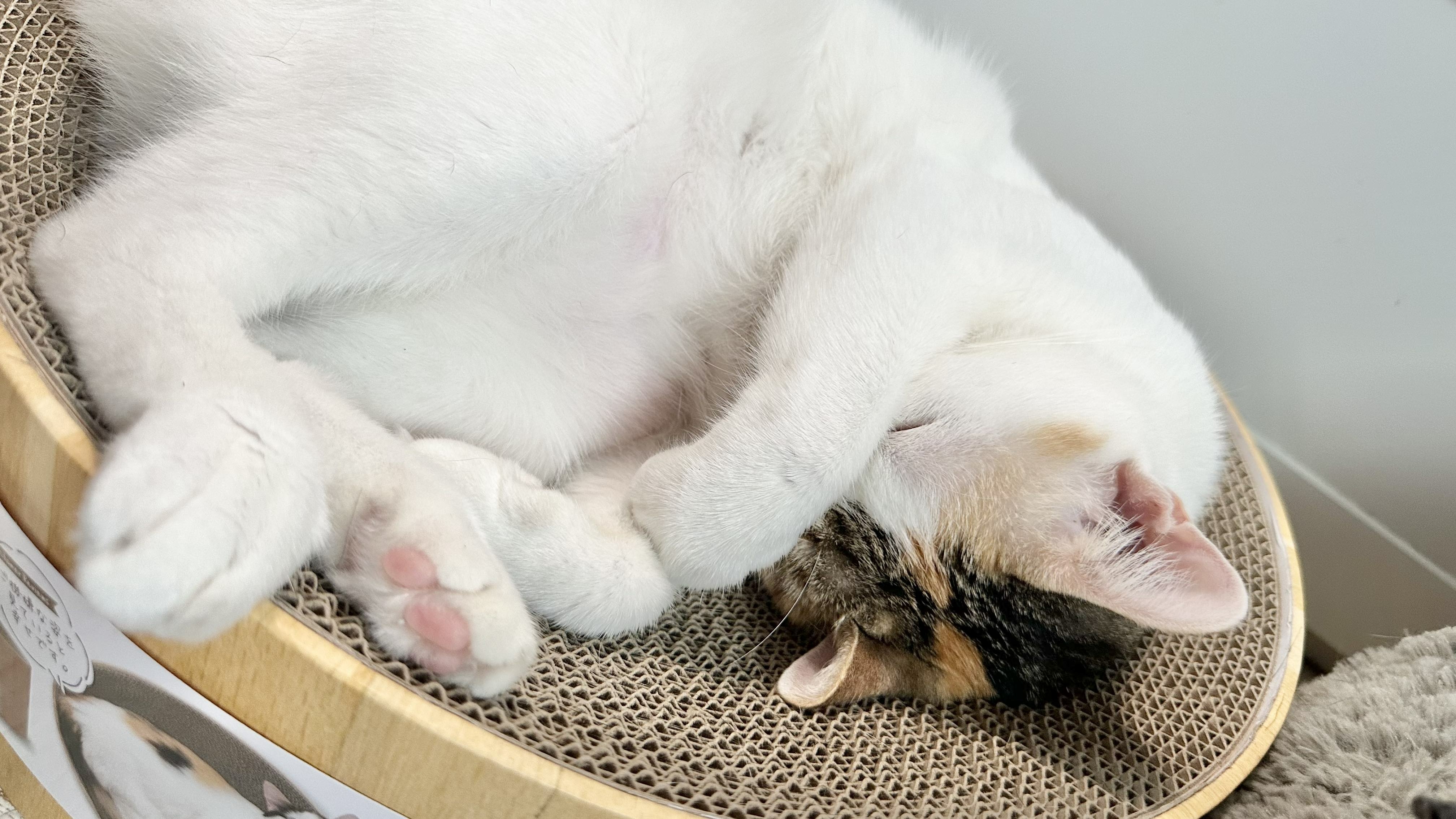 【實測分享】挑嘴貓也買單！倍力Animate無穀飼料＆海島主食罐，適口性真的強