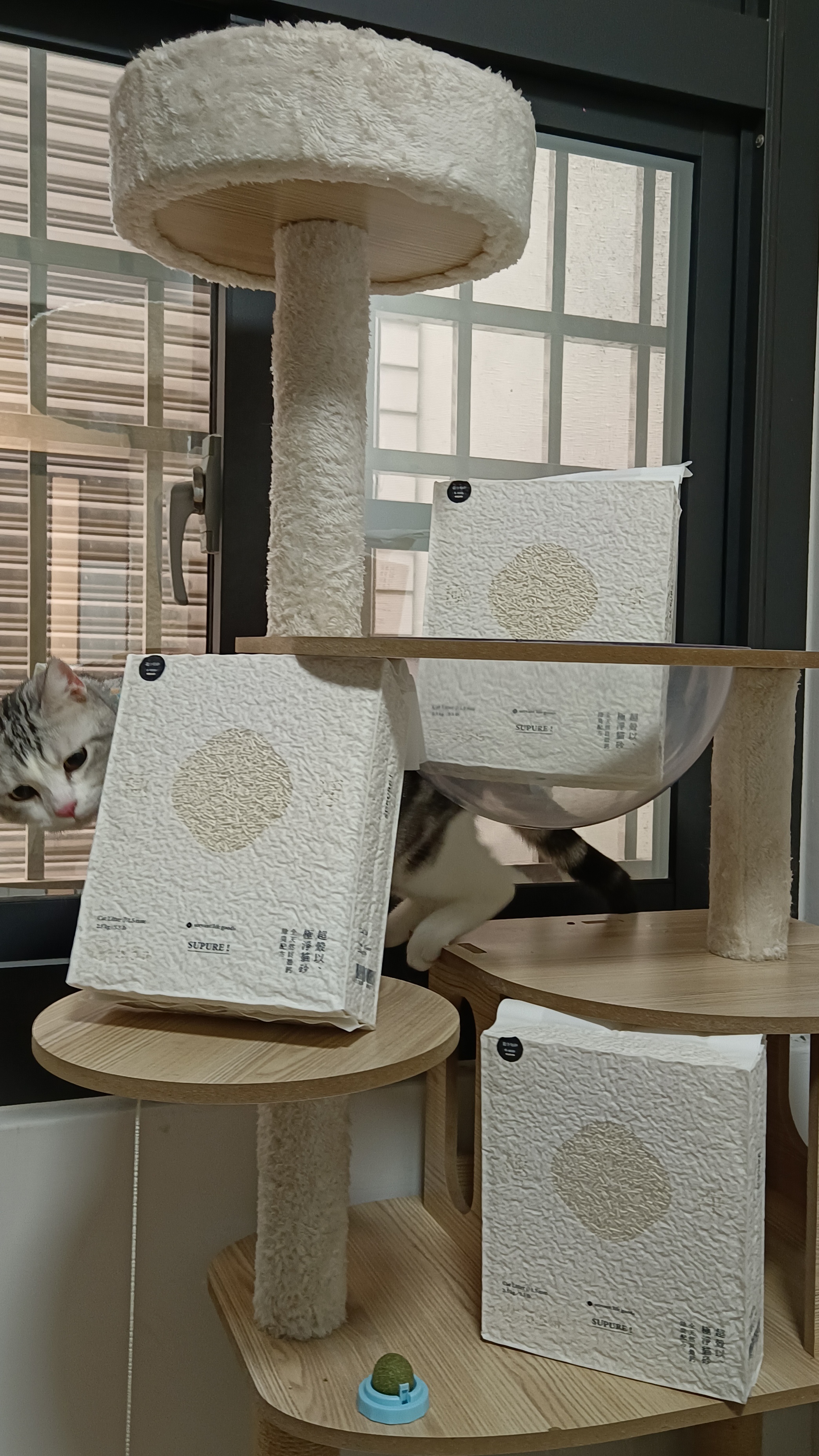 喵皇奴 SUPURE! 極淨貓砂開箱｜2.5kg 豆腐砂天花板，無粉塵瞬凝結，天然成分超安心