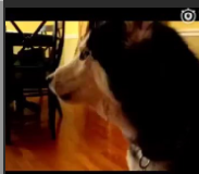 【youtube第一萌寵】一隻會說話的哈士奇！英語比我好~to husky