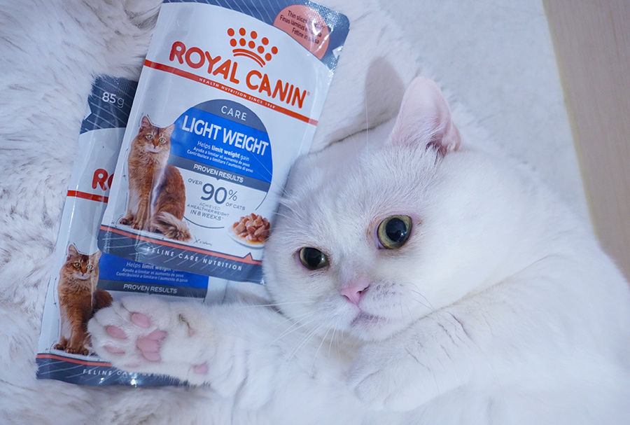 法國皇家體重控制 L40 貓飼料開箱｜胖嘟嘟麻糬貓的無痛減重神器，吃對飯輕鬆控體態