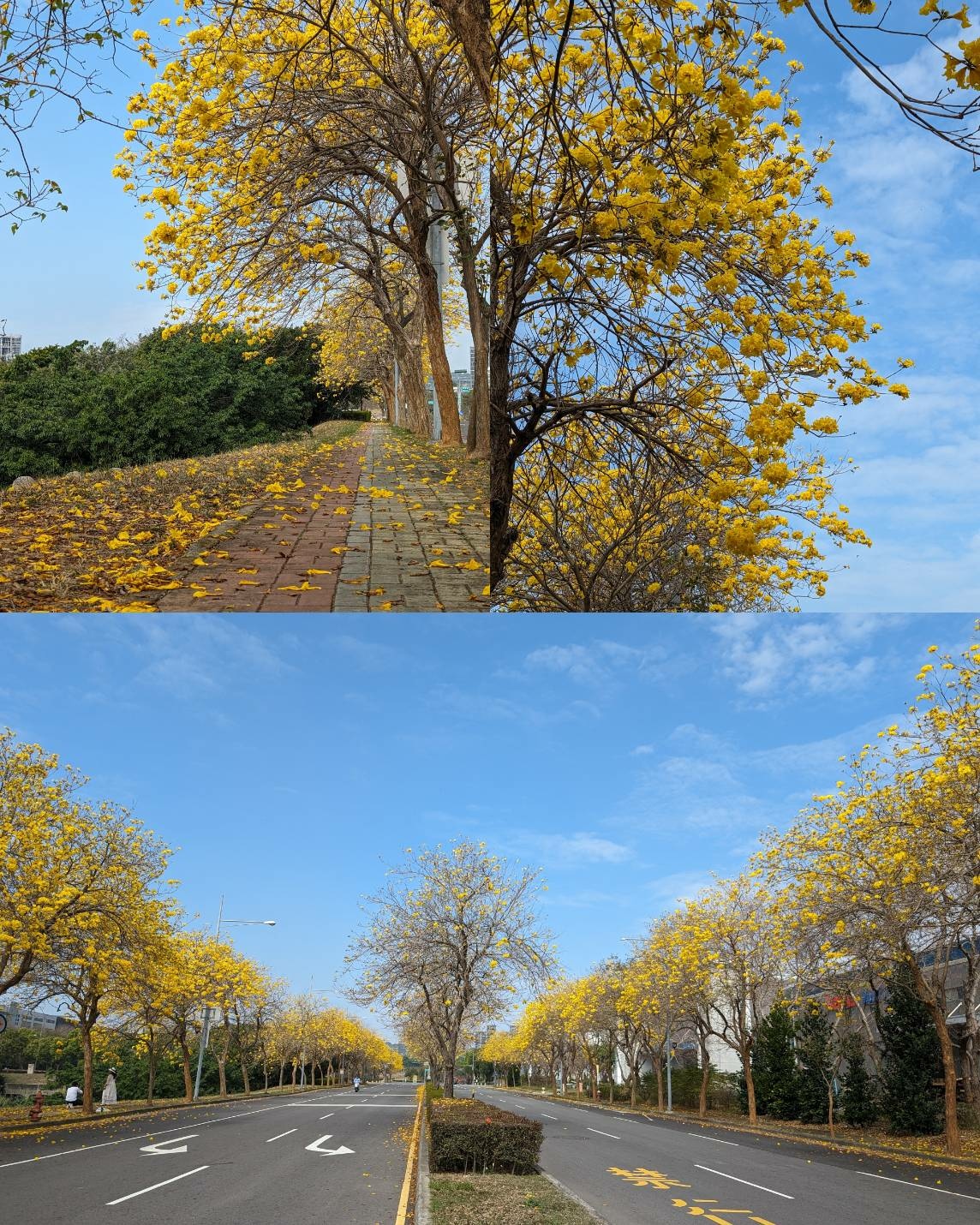 台中大雅免費景點｜科雅三路黃花風鈴木，200 米金黃步道，藍天配黃花美到窒息