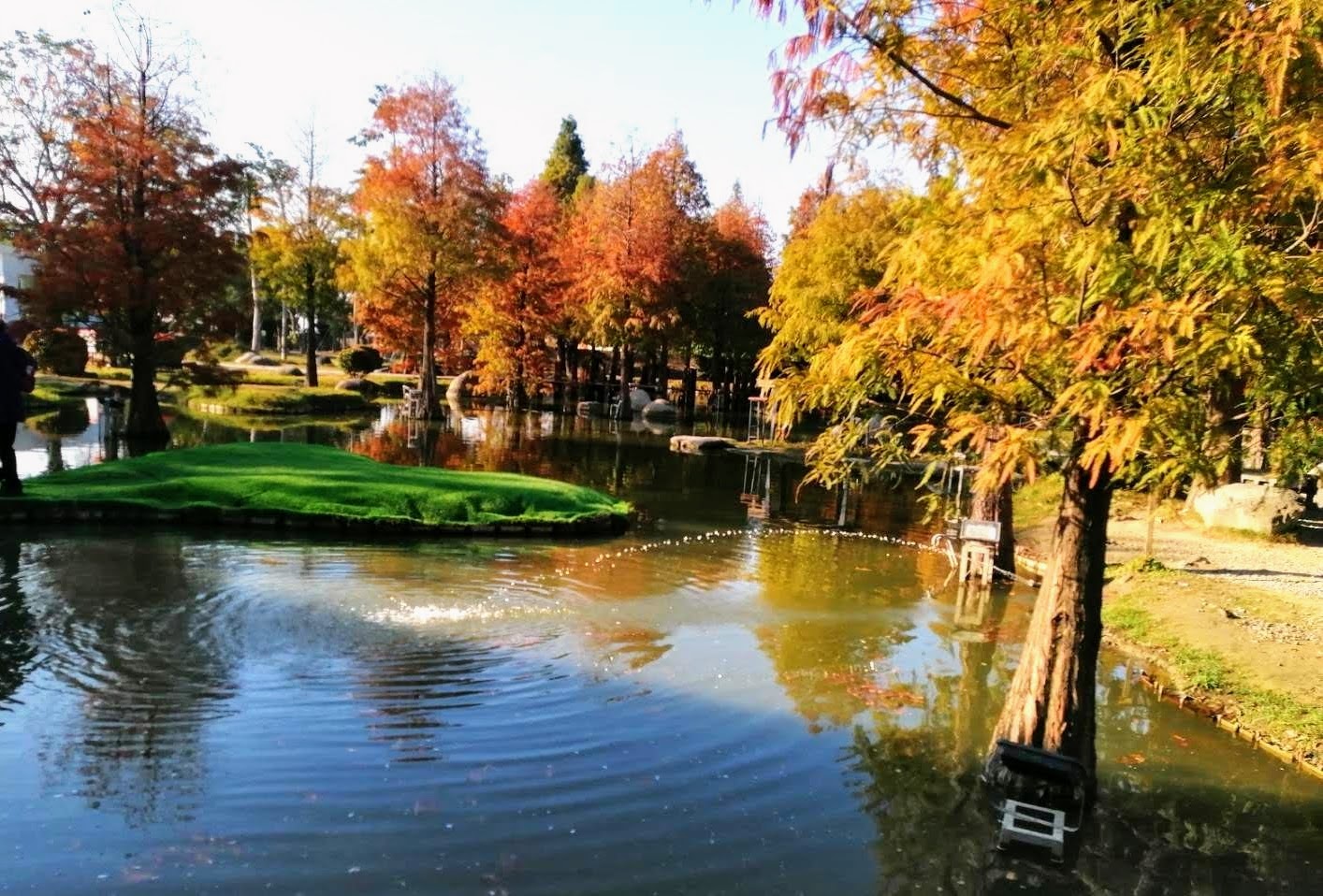 澄霖沉香味道森林館｜絕美心型池塘落羽松，免門票超好拍
