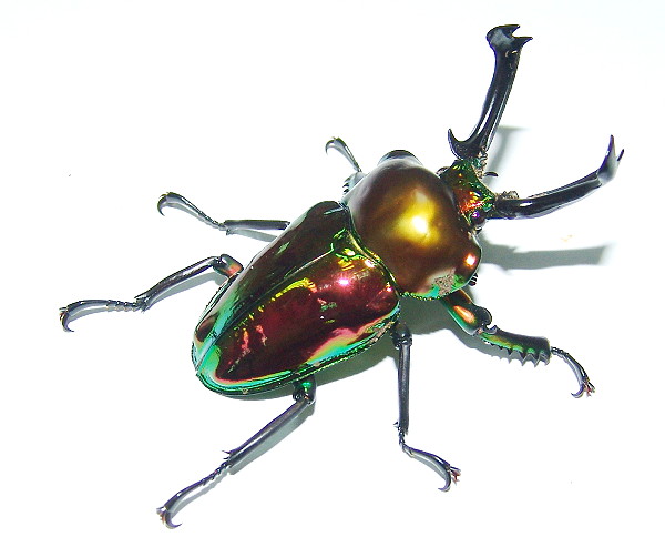 彩虹鍬形蟲 完整繁殖技巧｜喜蟲天降專業教學